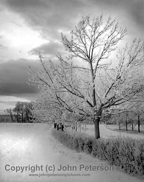 Lone Tree