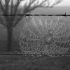 SpiderWeb