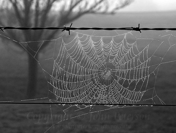 SpiderWeb